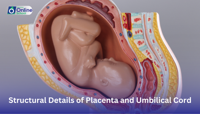 Lesson 12: Structural Details of Placenta and Umbilical Cord